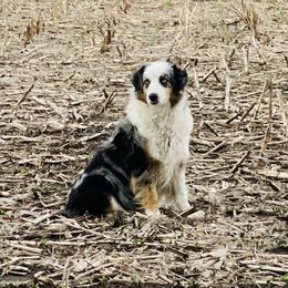 Fancy - Australian Shepherd