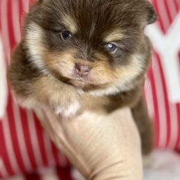 Ginger snap - Chocolate and tan female Pomeranian puppy in Kilgore, Texas from 5 Star Poms
