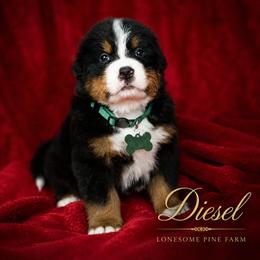 Diesel - Tri-color male Bernese Mountain Dog puppy in Soldiers Grove, Wisconsin from Lonesome Pine Farm