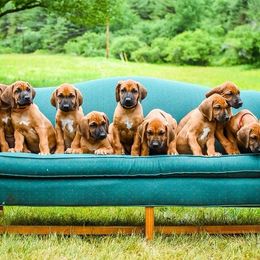 Rhodesian Ridgeback Puppies from Supernova Ridgebacks
