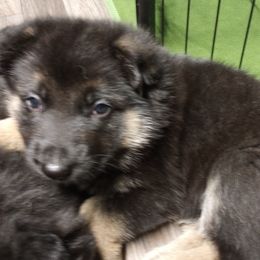 German Shepherd Puppies from Blanchard's Upstate Shepherds