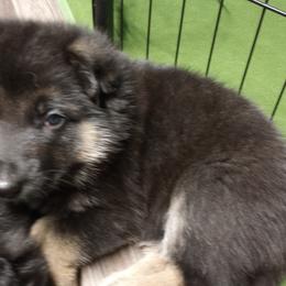 German Shepherd Puppies from Blanchard's Upstate Shepherds