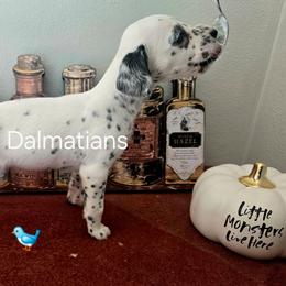Dove - White and black female Dalmatian puppy in Janesville, Wisconsin from Legacy Dalmatians