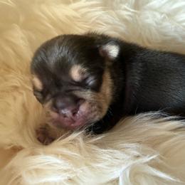Count Chocula with OFA Parents - Tricolors male French Bulldog puppy in Billings, Montana from Yellowstone Frenchies