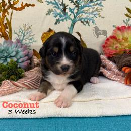Coconut - Black tri-color female Australian Shepherd puppy in El Dorado Springs, Missouri from OR Aussies