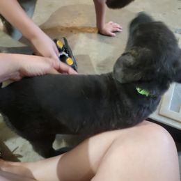 Drake - Brindle male Mastiff puppy in Moneta, Virginia from Jeana's Rottweilers & English Mastiffs