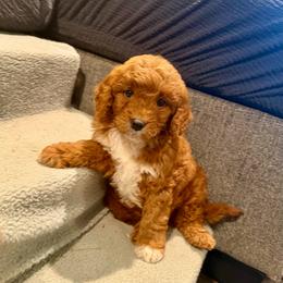 Melody - Red  female Goldendoodle puppy in Bells, Texas from Partridge Doodles and Poodles