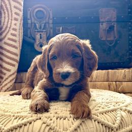 Tipton - Red  male Goldendoodle puppy in Heber Springs, Arkansas from H&L GoldenDoodles
