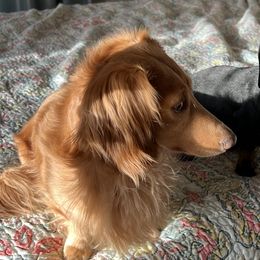 Dachshunds from Eddy’s Mini Doxies