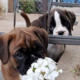 Boxer Puppies from WildRiver Boxers