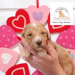 Dream - Apricot female Goldendoodle puppy in Lake Charles, Louisiana from Perfect Fit Poodles & Doodles