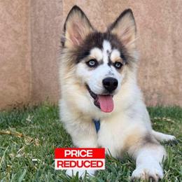 Love bug - Gray and white female Pomsky puppy in La Verne, California from Red Cedar Pomskies