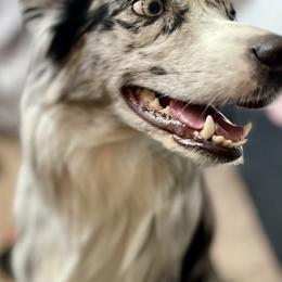 Roxxi - Australian Shepherd