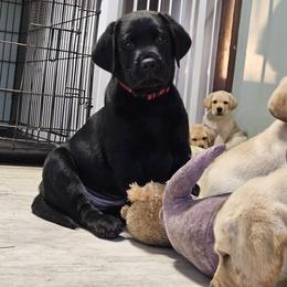 Labrador Retriever Puppies from Majestic Forrest Labradors