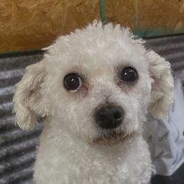 Maryann - White female Bichon Frise puppy in Cave City, Kentucky from Loretta's Pups