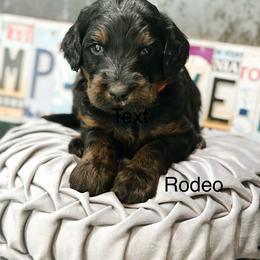 Rodeo - Phantom male Goldendoodle puppy in Pasco, Washington from Camp Doodle Woods