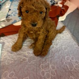 Zeke - Red  male Goldendoodle puppy in Lillington, North Carolina from Peace, Love, and Puppies at the Creek