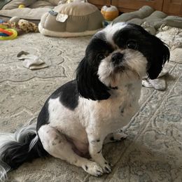Sophia - Shih Tzu