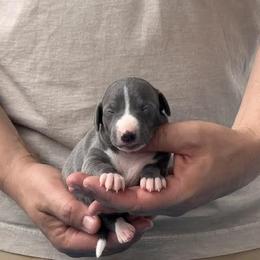 Girl 3 - Blue female Italian Greyhound puppy in Sugar Valley, Georgia from Pinnacle Farm and Kennel