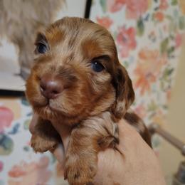 Boy 3 - Dapple male Dachshund puppy in Clayton, Indiana from Love Struck Miniature Dachshunds