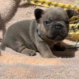 Teddy - Blue fawn male French Bulldog puppy in Miami, Oklahoma from Cassie’s Frenchie Palace