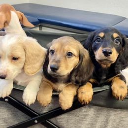 Dachshund Puppies from Hidden Oaks Dachshunds