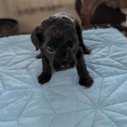Tiny Tim - Black male Schnoodle puppy in Huron, Tennessee from Wilma's Paw-Paw Patch