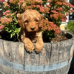 Girl 1 - Caramel red female Australian Labradoodle puppy in Yamhill, Oregon from FitzGerald Kennels