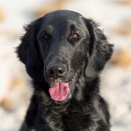 Flat-Coated Retrievers from Magnolia Flat-Coated Retrievers