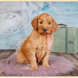 Abigail - Red  female Goldendoodle puppy in Connersville, Indiana from Deaz Doodle Ranch
