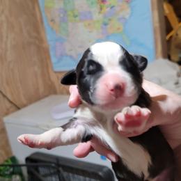 Sally - Brown and white female Saint Bernard puppy in Lowpoint, Illinois from Minnie's Majestic Saints