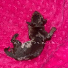 Star - Dapple female Dachshund puppy in Liberty Hill, Texas from Champion Dachshunds