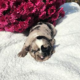 Girl 3 - female Miniature Australian Shepherd puppy in Sandown, New Hampshire from Ashby Lou Aussies