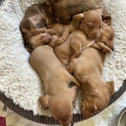 Dachshund and Pembroke Welsh Corgi Puppies from Jodi Cloutier