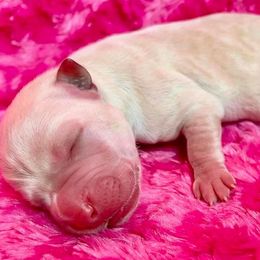 Labrador Retriever Puppies from Gochee Labs