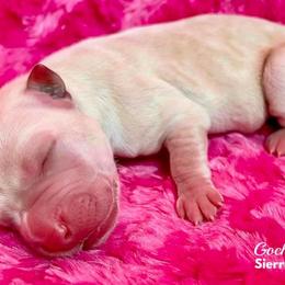 Labrador Retriever Puppies from Gochee Labs