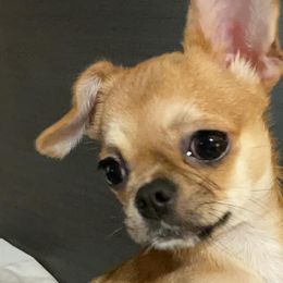Chihuahuas from Tiny Tots Creations