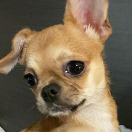 Chihuahuas from Tiny Tots Creations