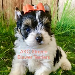 Xtreme Boy 1 - Black tan and white male Biewer Terrier puppy in Jonestown, Pennsylvania from AKC Xtreme Biewer Terriers...