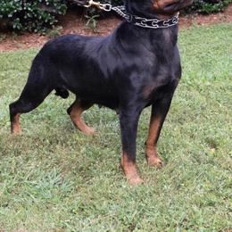 HARLEY - Rottweiler