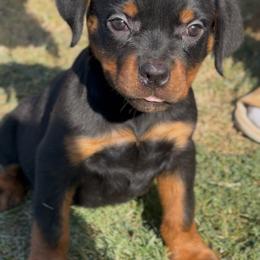 Boy 2 - Black and rust male Rottweiler puppy in San Antonio, Texas from VHWilliamsRottweilers