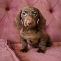 Lolo - Chocolate male Dachshund puppy in Temecula, California from Naomi Magee's Dachshund Kennel