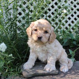 Cockapoo, Miniature Schnauzer, and Poodle Puppies from Schaible Family Puppies