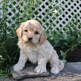 Cockapoo, Miniature Schnauzer, and Poodle Puppies from Schaible Family Puppies