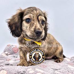 Ella - 4000 - Cream female Dachshund puppy in Houston, Texas from Texas Regal Dachshunds LLC