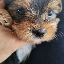 Yorkshire Terrier Puppies from Kim Hoang's Yorkies
