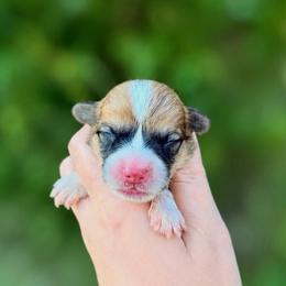 Boy 3 - Red male Pembroke Welsh Corgi puppy in Yulee, Florida from Pembroke Welsh Corgis at Belle Haven