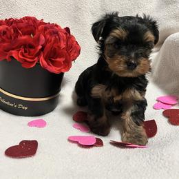 Coby - Black and gold male Yorkshire Terrier puppy in Riverside, California from Empire Yorkies