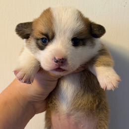Girl 4 - Red female Pembroke Welsh Corgi puppy in Helmville, Montana from Calie’s Corgis