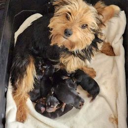 Yorkshire Terrier puppies from Mischief Managed Farm